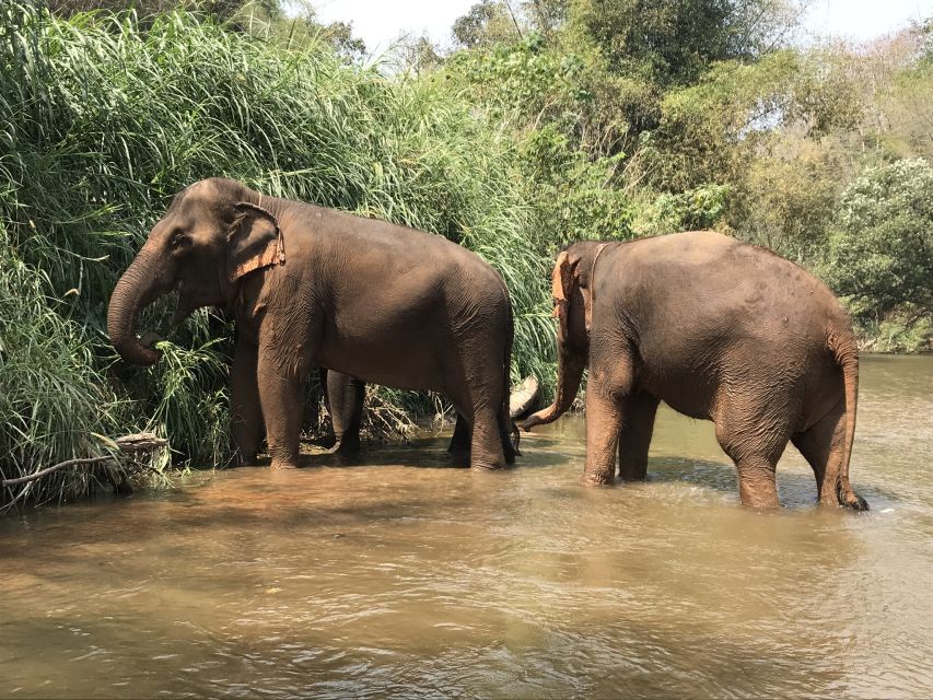 Animaux de safari pour le bain