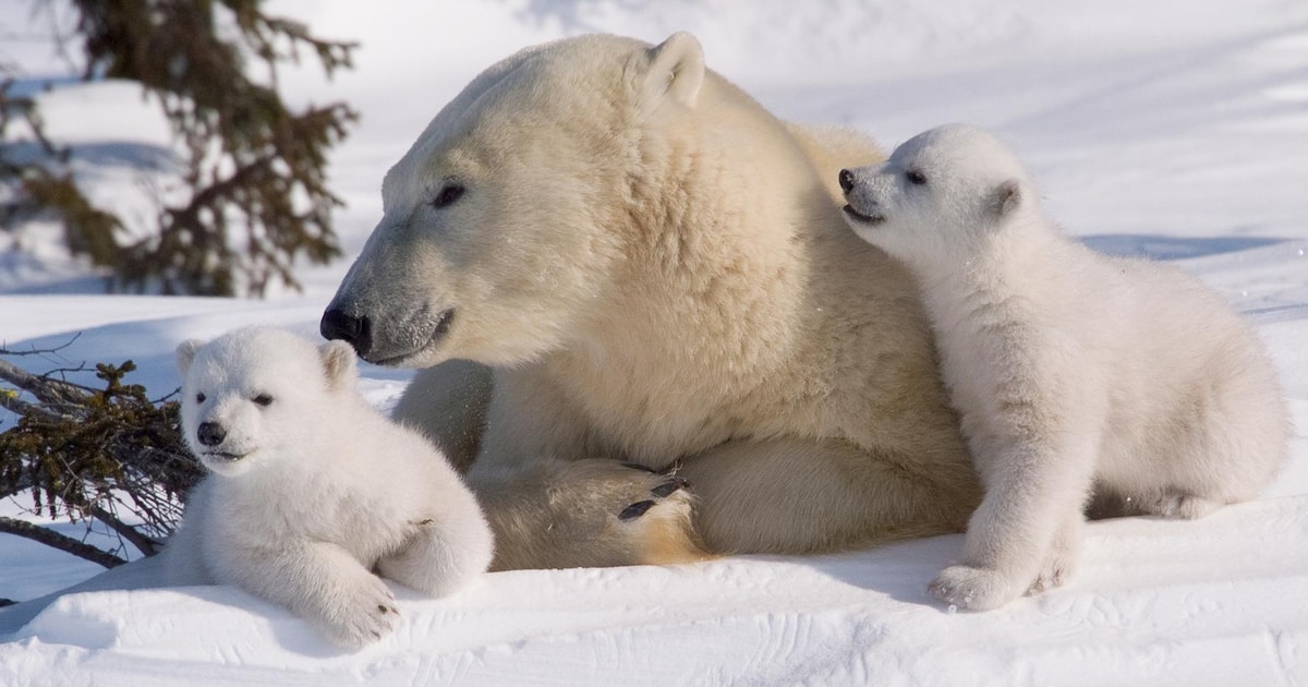 Rovaniemi: Ranua Zoo Visit with Lunch | GetYourGuide