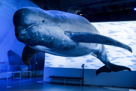 Reykjavík: Bilet wstępu na wystawę „Whales of Iceland"
