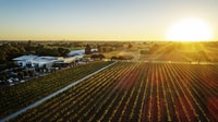 From Perth, Swan Valley Cruise, Winery, Cheese & Lunch - Housity
