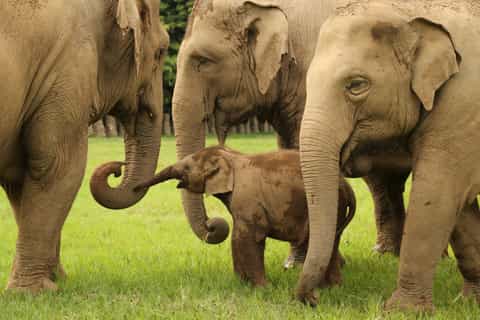 chiang mai ethical elephant observation nature park visit