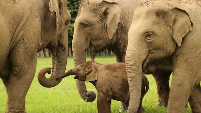chiang mai ethical elephant observation nature park visit