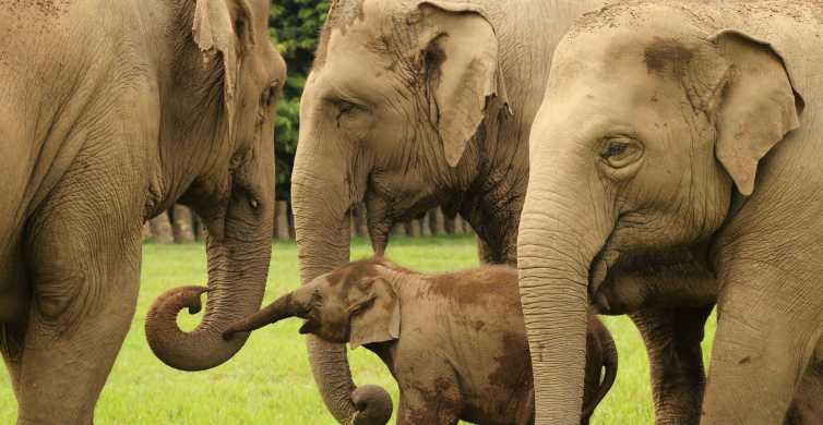 Chiang Mai Ethical Elephant Observation Nature Park Visit GetYourGuide