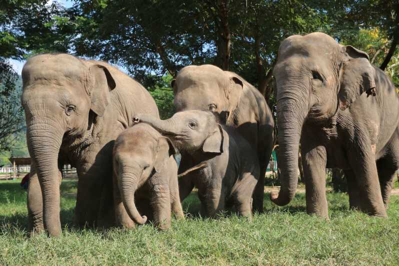 Chiang Mai: Ethical Elephant Observation Nature Park Visit | GetYourGuide