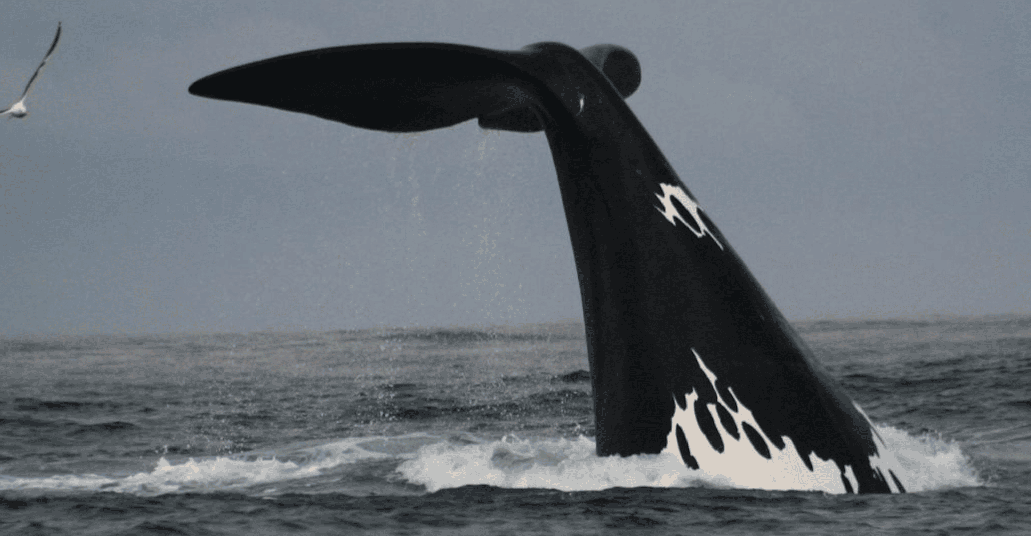 Bahía Plettenberg, crucero en barco de observación de ballenas - Hizvo