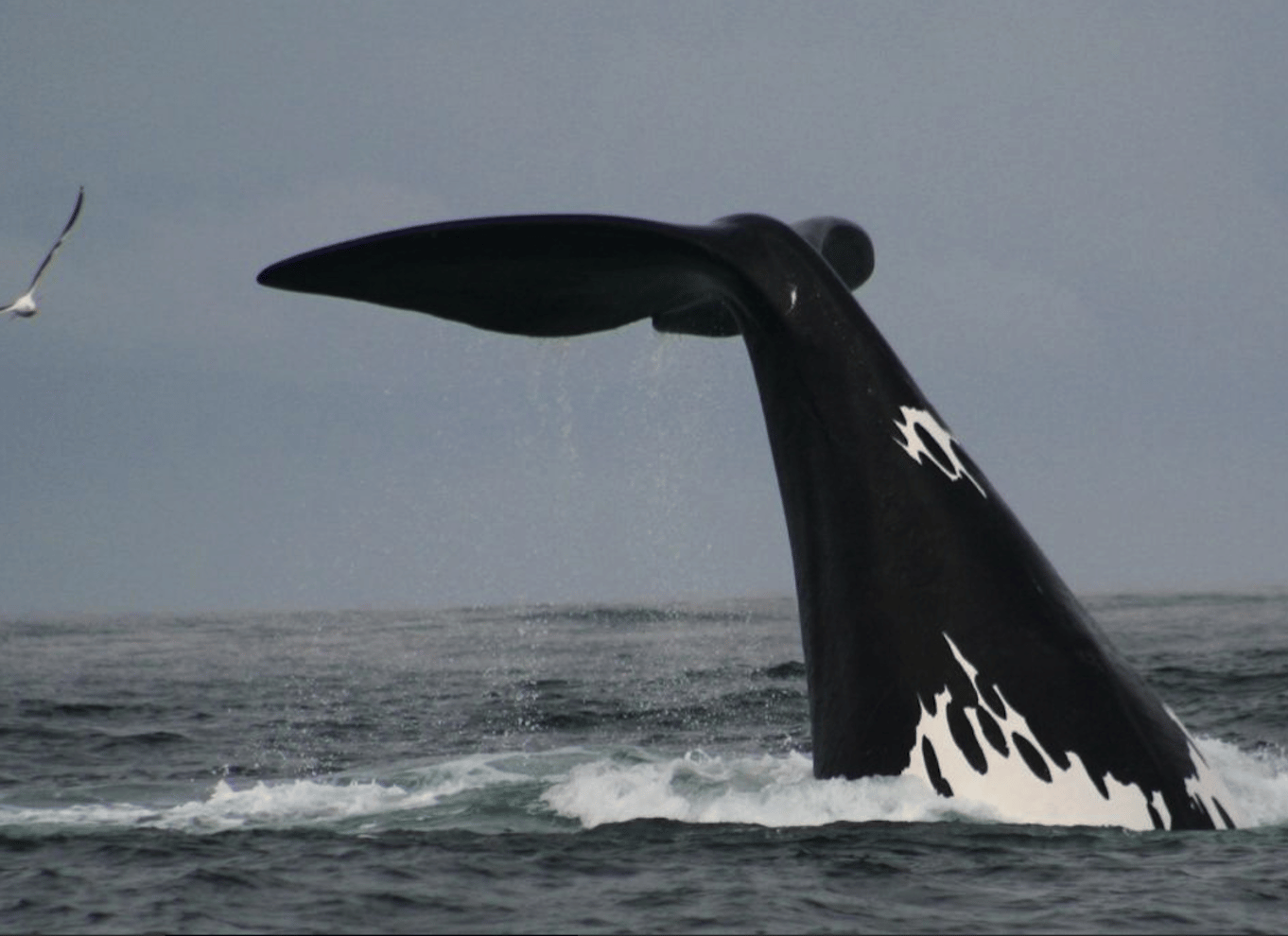 Plettenberg Bay: Hvalsafari med båd