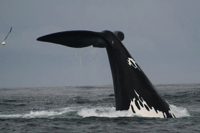 Bahía Plettenberg, crucero en barco de observación de ballenas - Hizvo