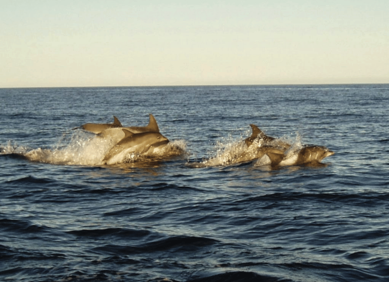 Plettenberg Bay: Hvalsafari med båd