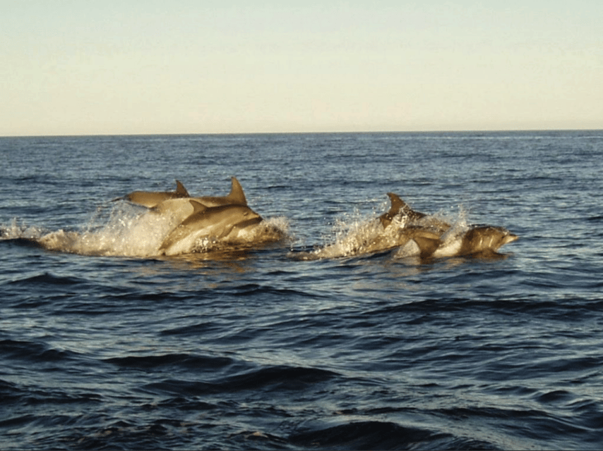 Bahía Plettenberg, crucero en barco de observación de ballenas - Hizvo