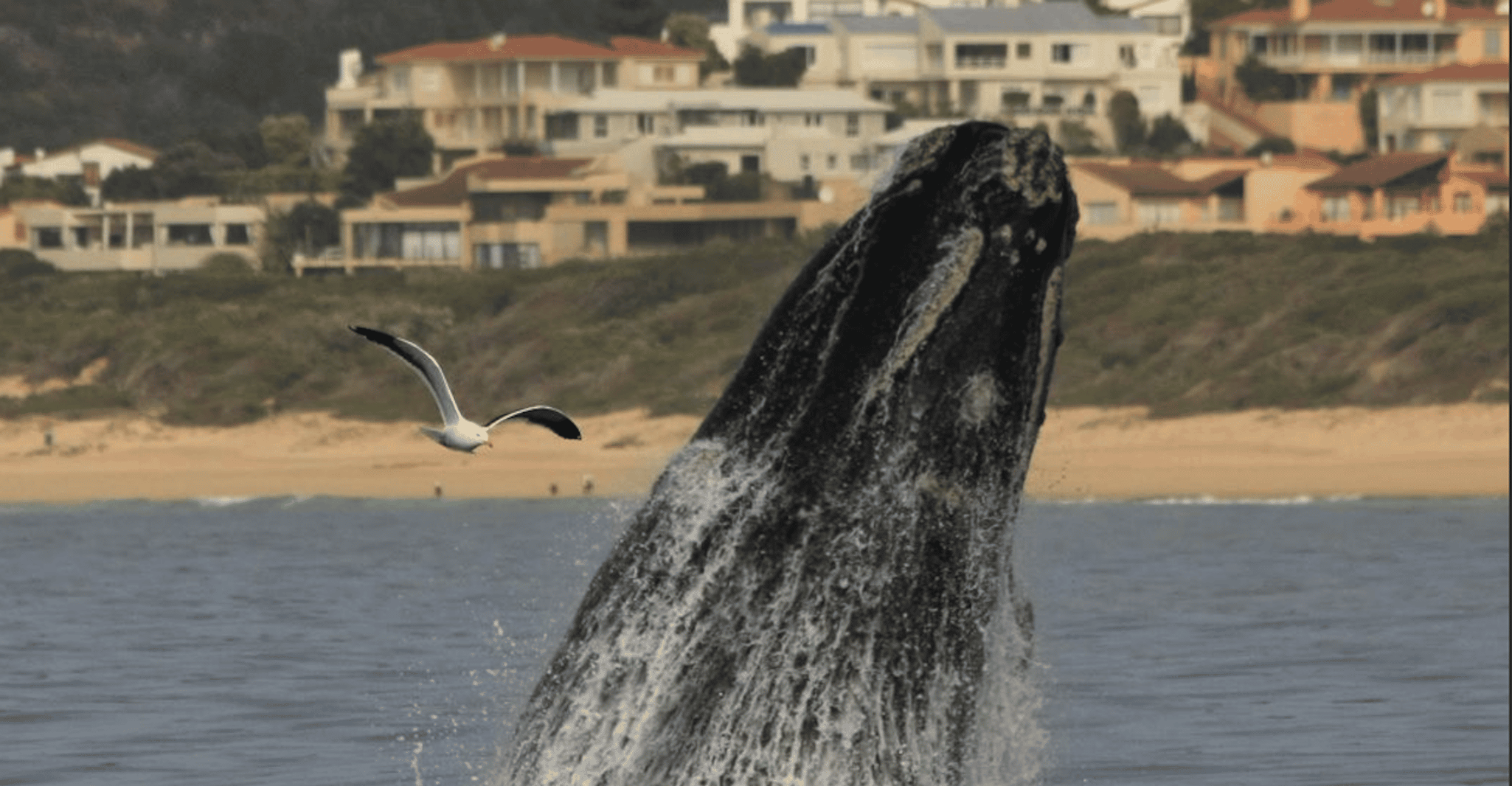 Bahía Plettenberg, crucero en barco de observación de ballenas - Hizvo