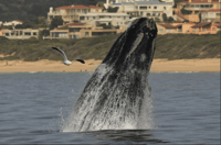 Bahía Plettenberg, crucero en barco de observación de ballenas - Hizvo