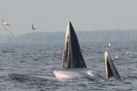 Plettenberg Bay: cruzeiro de barco para observação de baleias
