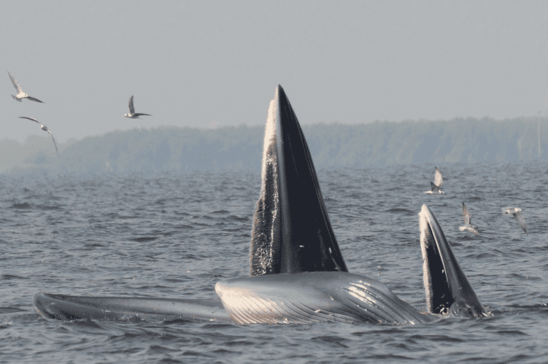 Plettenberg Bay: Whale Watching Boat Cruise