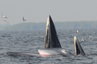 Bahía Plettenberg, crucero en barco de observación de ballenas - Hizvo
