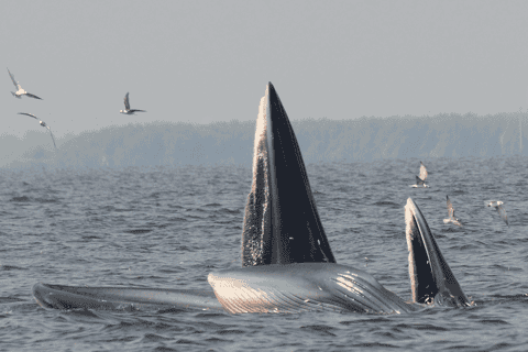Plettenberg Bay: Whale Watching Boat Cruise