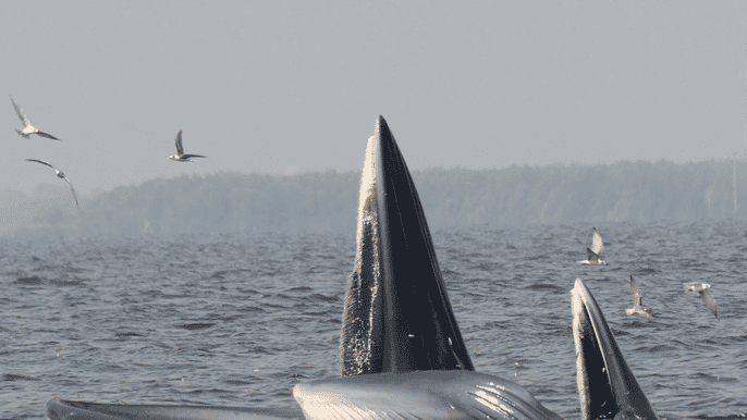 plettenberg bay whale watching boat cruise