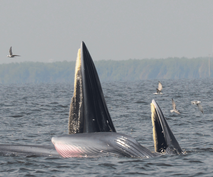 Plettenberg Bay: Whale Watching Boat Cruise