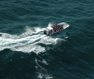 Plettenberg Bay: Whale Watching Boat Cruise