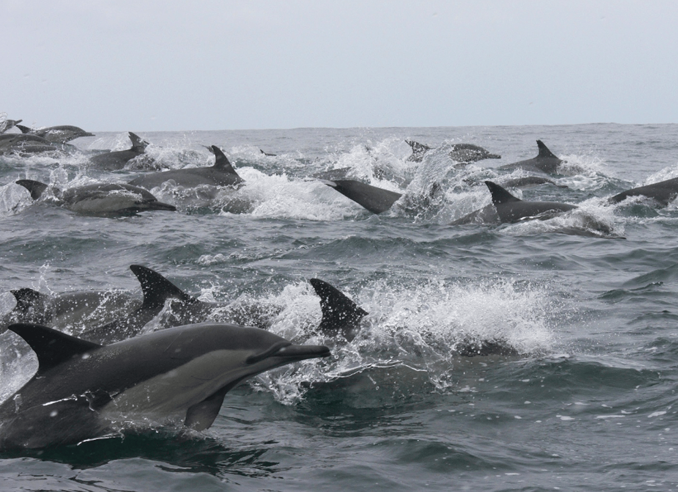 Plettenberg Bay: Hvalsafari med båd