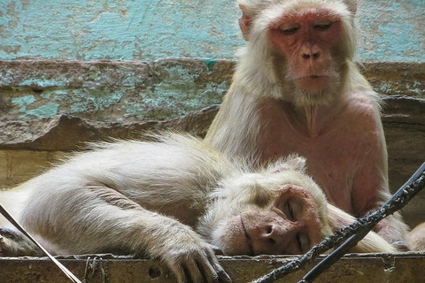 Varanasi: wieczorna przejażdżka łodzią i doświadczenie Ganga AartiPrzejażdżka łodzią i doświadczenie Ganga Aarti