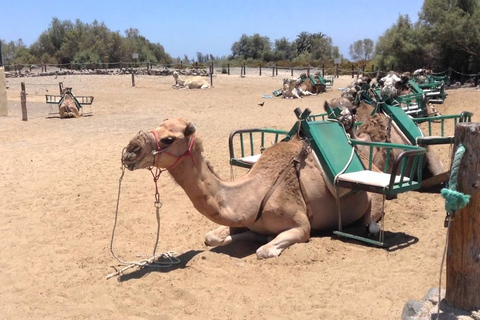 Maspalomas : visite en vélo électrique avec balade à dos de chameau ou dégustation de tapasVisite avec vélo électrique et balade à dos de chameau