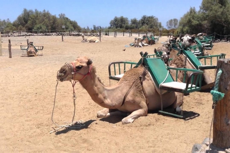 Maspalomas: tour en bicicleta eléctrica con paseo en camello o degustación de tapasTour con bicicleta eléctrica y paseo en camello