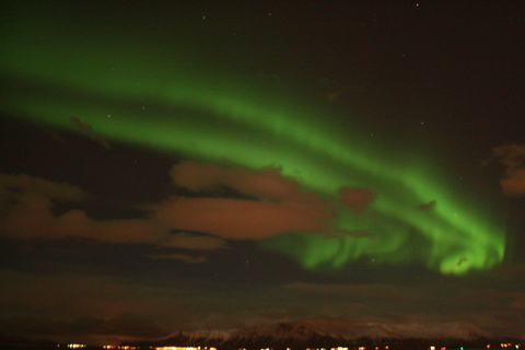 Reykjavik: Kombikryssning med valskådning och norrskenFrån Reykjavík: Valskådning och norrsken