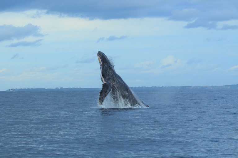 Puerto Vallarta: Whale Watching Photo Safari