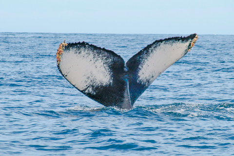 Puerto Vallarta: Whale Watching Photo Safari
