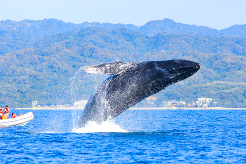 Puerto Vallarta: Whale Watching Photo Safari