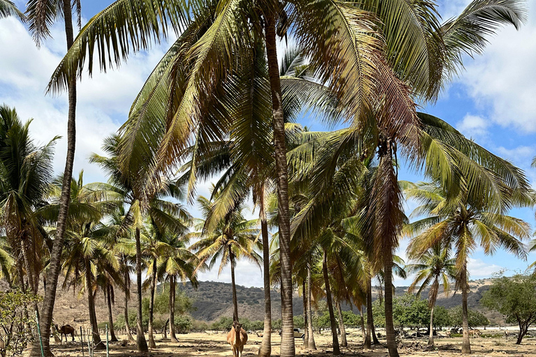 Salalah: Wadi Derbat, Jabal Samhan &amp; Sinkhole Privat tur