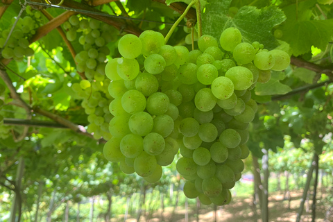 Madère: excursion nature et vin en 4x4 depuis Funchal ou Caniço