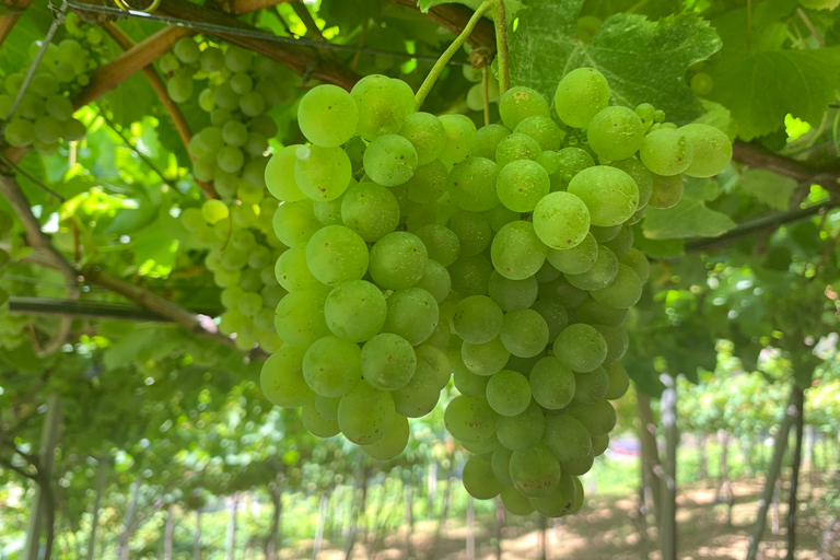 Madeira: Cabo Girão, degustazione di vini e tour in jeep della Serra d&#039;ÁguaMadeira: Tour in jeep, passeggiata sul cielo di Cabo Girão e degustazione di vini