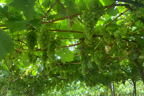 Madeira: Cabo Girão, degustação de vinhos e passeio de jipe pela Serra d&#039;ÁguaMadeira: Passeio de jipe, passeio no Cabo Girão e degustação de vinhos