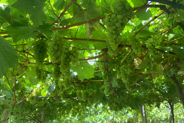 Ab Funchal oder Caniço: Natur- & Weintour im Geländewagen