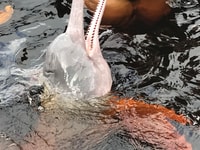 Manaus, 2-Day River Tour With Overnight Stay - Housity