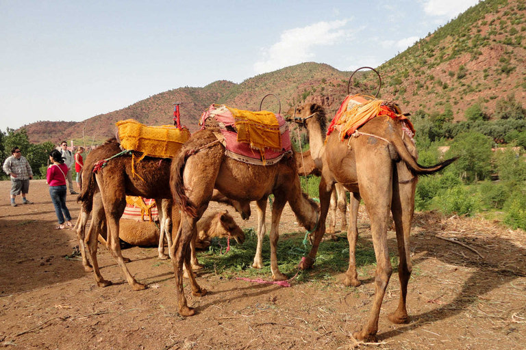 Desde Marrakech: Valle Ourika y paseo camello al atardecer