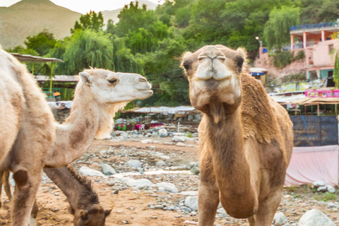 Desde Marrakech: Valle Ourika y paseo camello al atardecer