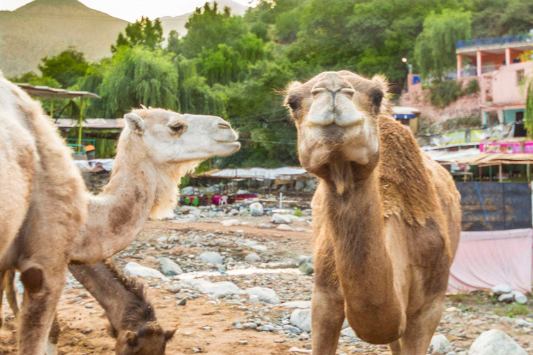 Desde Marrakech: Valle Ourika y paseo camello al atardecer