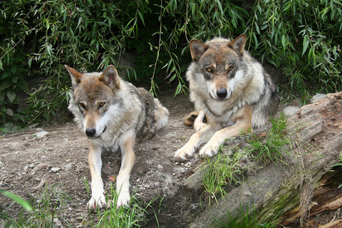 Innsbruck: Toegangsticket Alpine Zoo