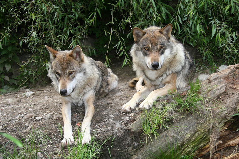 Innsbruck : Billets d&#039;entrée pour le zoo alpin