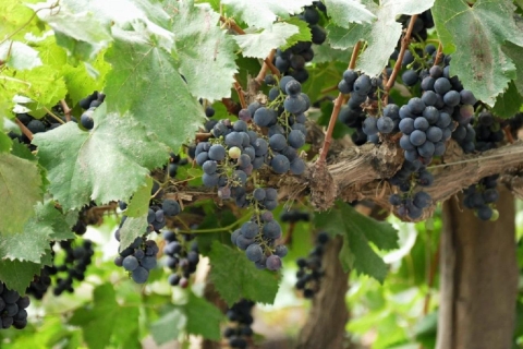 De Lima: visite des vignobles d'Ica et de l'oasis de Huacachina