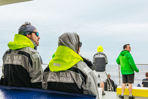 São Miguel Açores: excursion d'une demi-journée pour observer les baleines