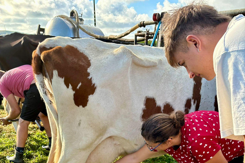 Isla Terceira: Experiencia en la Ruta de la Leche y el Queso