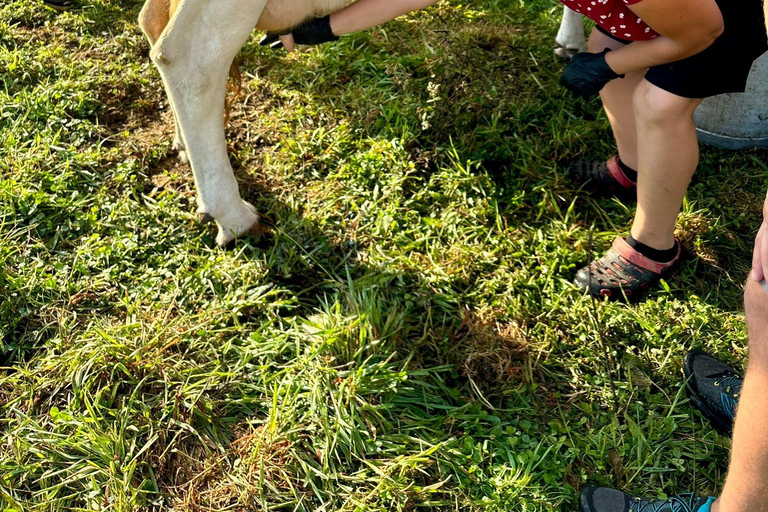 Isla Terceira: Experiencia en la Ruta de la Leche y el Queso