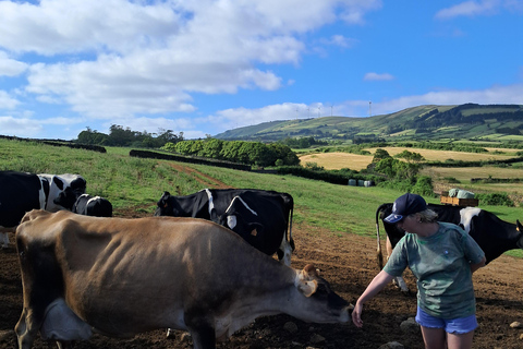 Açores: excursão de meio dia a uma quinta leiteiraAçores: Excursão de meio dia a uma quinta leiteira