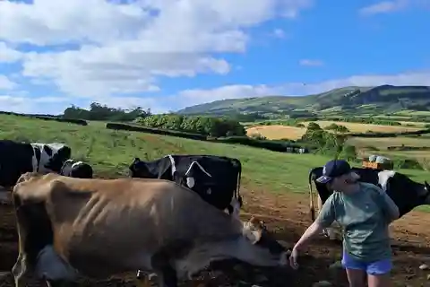 Azoren: Halbtägige Tour zu einer Milchfarm