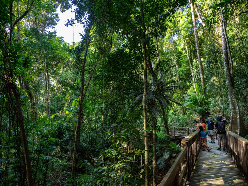 Port Douglas: Daintree Rainforest and Mossman Gorge Tour | GetYourGuide