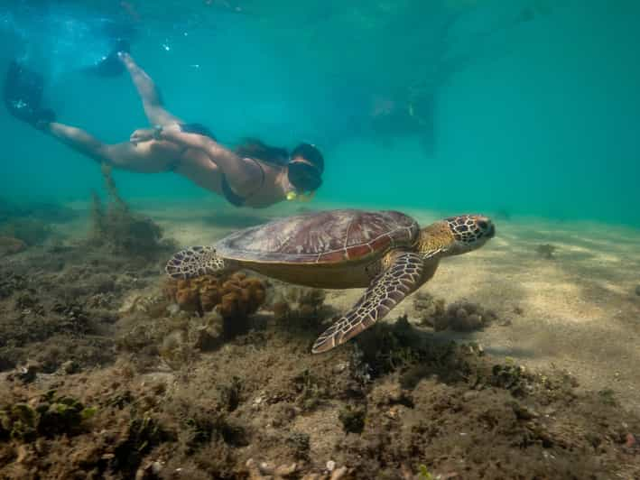 glass bottom boat tours from port douglas