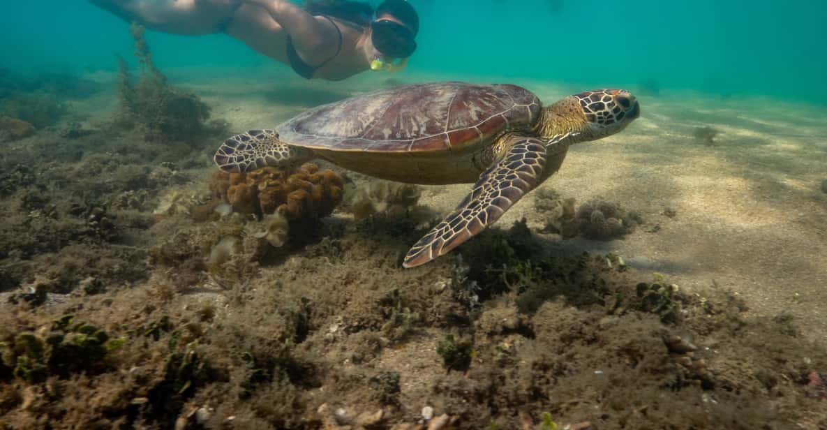 Port Douglas: Morning or Afternoon Low Isles Snorkel Tour